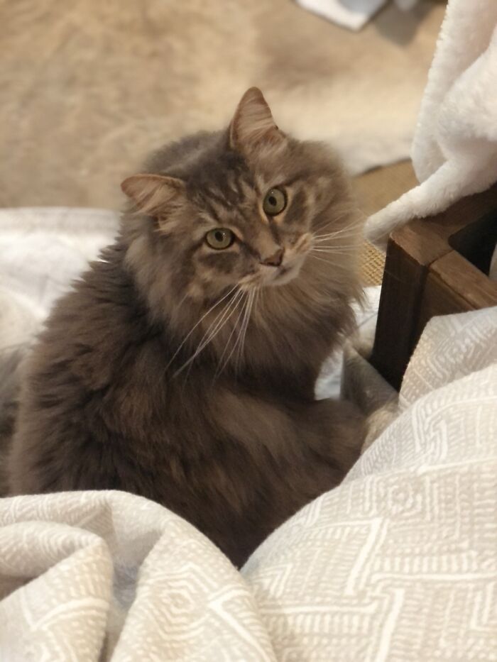 Hey Pandas, Post A Picture Of Your Cat For International Cat Day