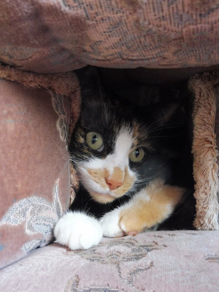 Hey Pandas, Post A Picture Of Your Cat For International Cat Day Hey Pandas, Post A Picture Of Your Cat For International Cat Day