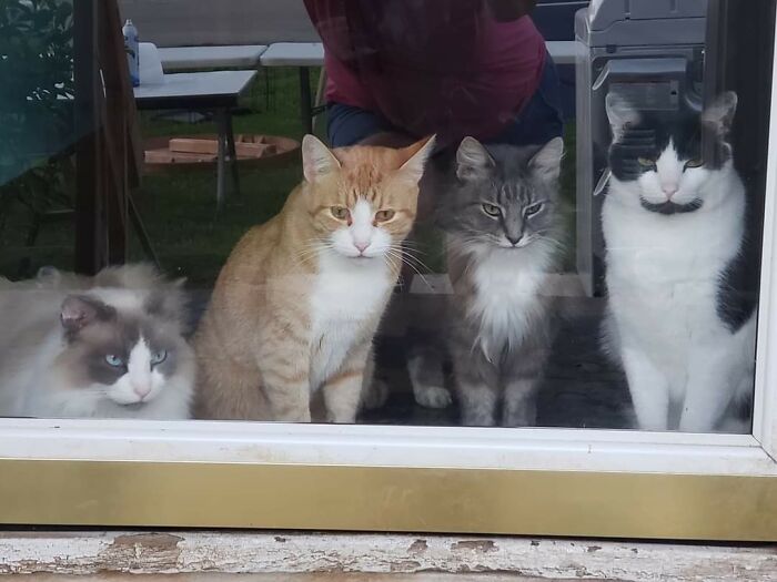 Hey Pandas, Post A Picture Of Your Cat For International Cat Day