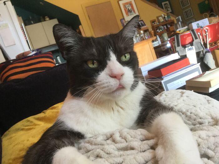 Hey Pandas, Post A Picture Of Your Cat For International Cat Day Hey Pandas, Post A Picture Of Your Cat For International Cat Day