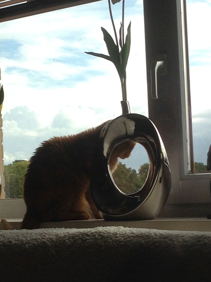 Hey Pandas, Post A Picture Of Your Cat For International Cat Day