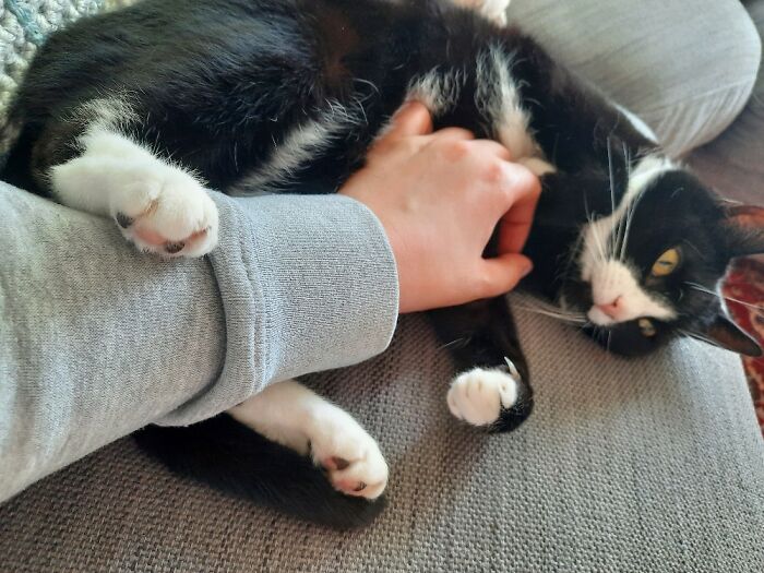 Hey Pandas, Post A Picture Of Your Cat For International Cat Day