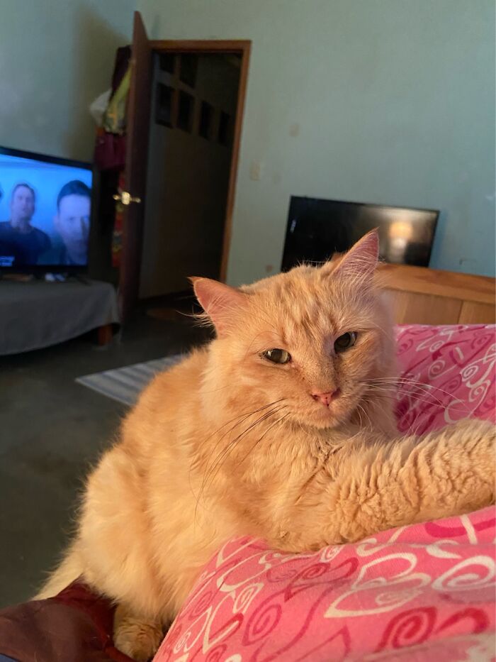 Hey Pandas, Post A Picture Of Your Cat For International Cat Day