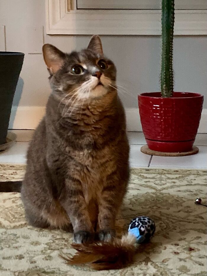 Hey Pandas, Post A Picture Of Your Cat For International Cat Day Hey Pandas, Post A Picture Of Your Cat For International Cat Day