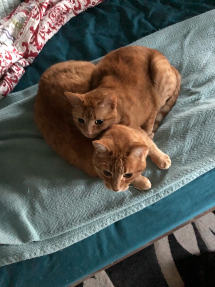 Hey Pandas, Post A Picture Of Your Cat For International Cat Day