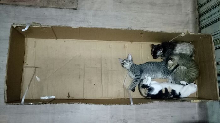 Hey Pandas, Post A Picture Of Your Cat For International Cat Day Hey Pandas, Post A Picture Of Your Cat For International Cat Day