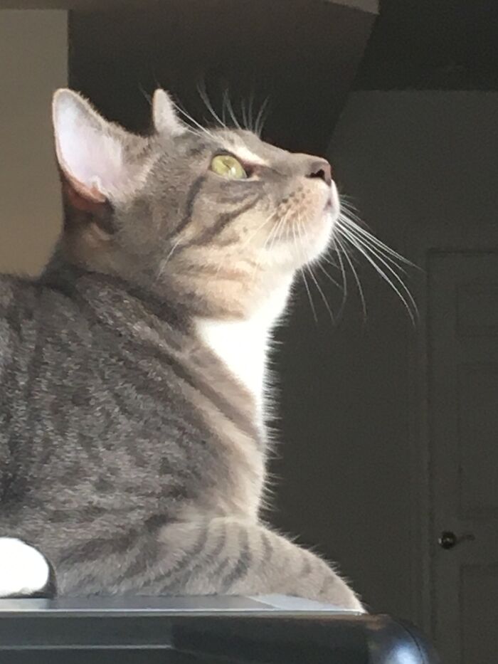 Hey Pandas, Post A Picture Of Your Cat For International Cat Day