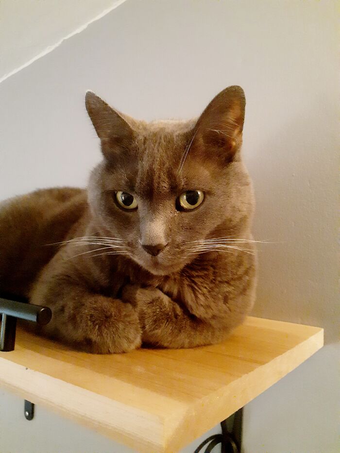 Hey Pandas, Post A Picture Of Your Cat For International Cat Day Hey Pandas, Post A Picture Of Your Cat For International Cat Day