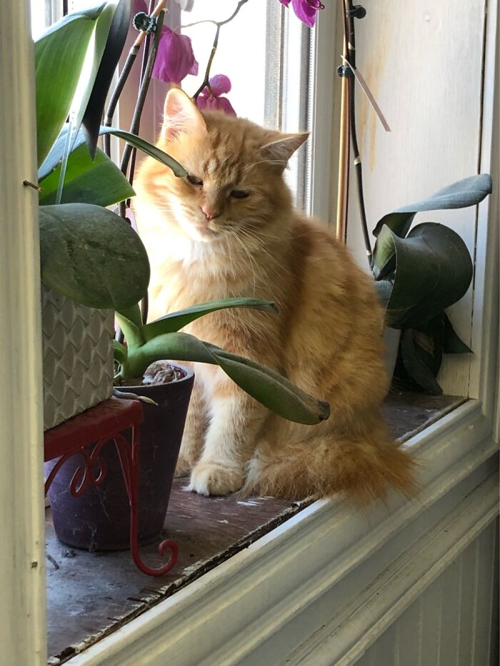 Hey Pandas, Post A Picture Of Your Cat For International Cat Day Hey Pandas, Post A Picture Of Your Cat For International Cat Day