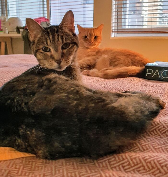 Hey Pandas, Post A Picture Of Your Cat For International Cat Day