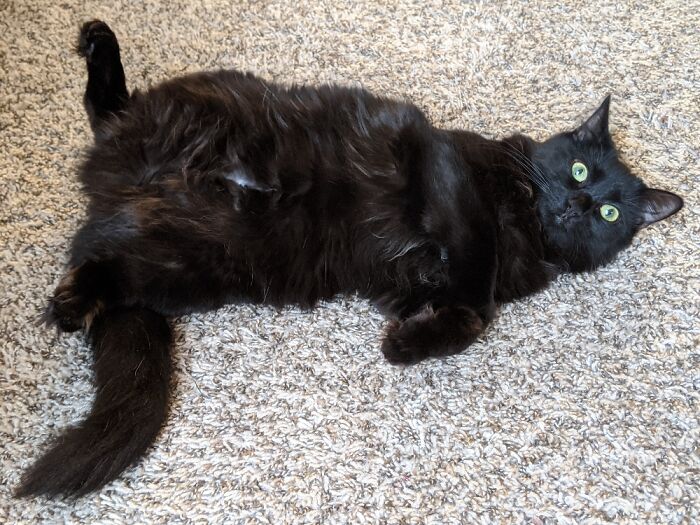 Hey Pandas, Post A Picture Of Your Cat For International Cat Day