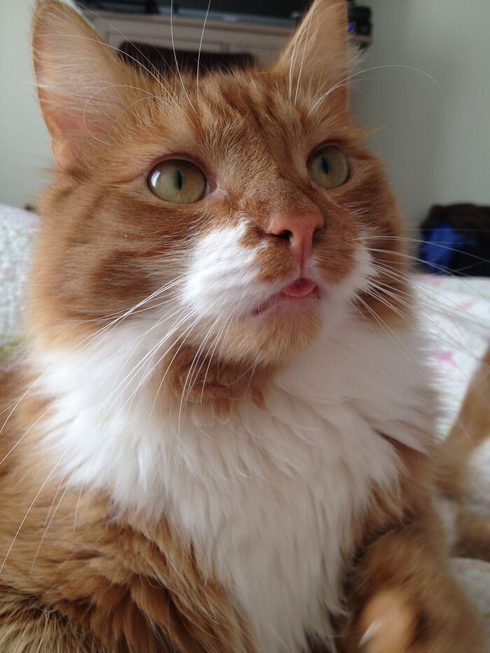 Hey Pandas, Post A Picture Of Your Cat For International Cat Day