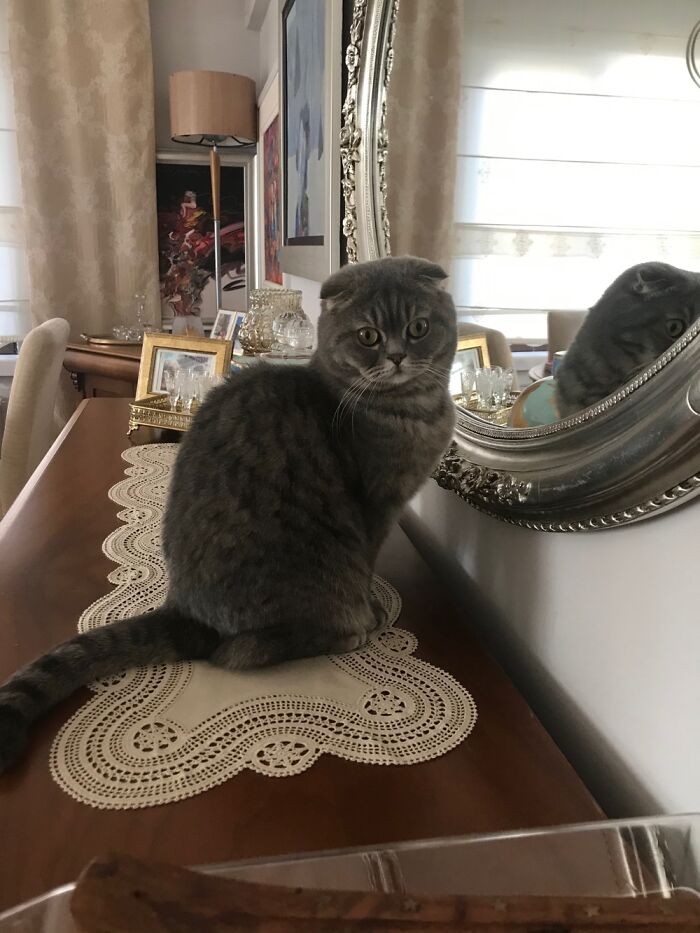 Hey Pandas, Post A Picture Of Your Cat For International Cat Day Hey Pandas, Post A Picture Of Your Cat For International Cat Day