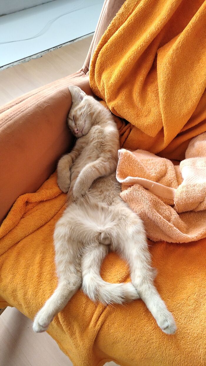 Hey Pandas, Post A Picture Of Your Cat For International Cat Day Hey Pandas, Post A Picture Of Your Cat For International Cat Day