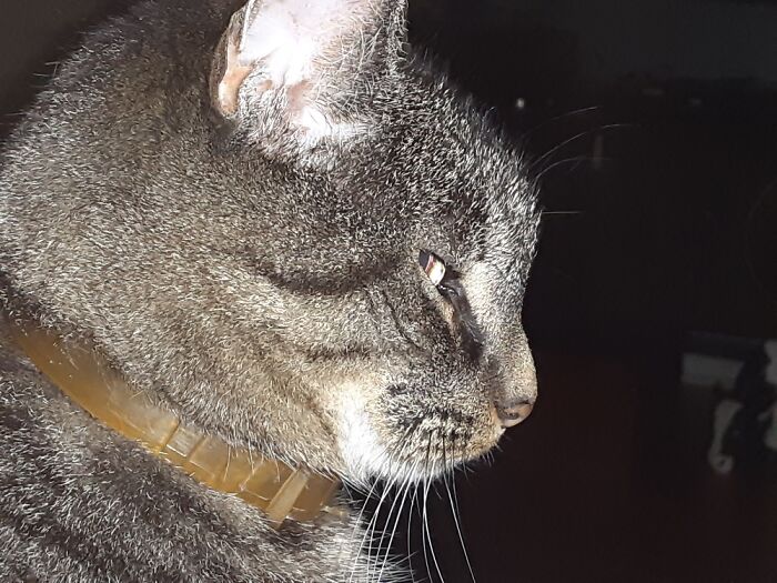 Hey Pandas, Post A Picture Of Your Cat For International Cat Day