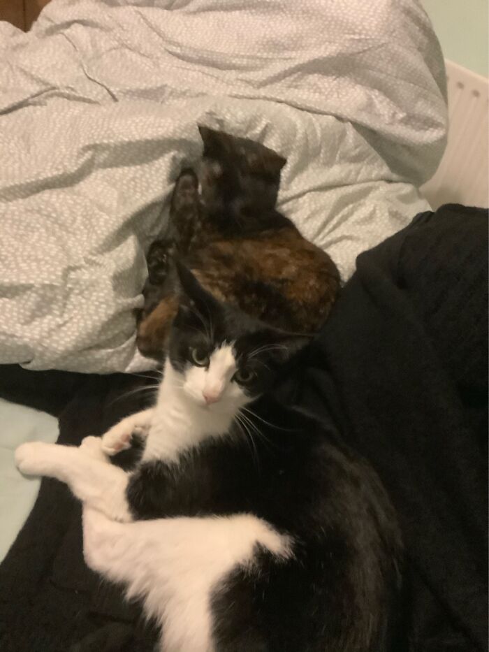 Hey Pandas, Post A Picture Of Your Cat For International Cat Day