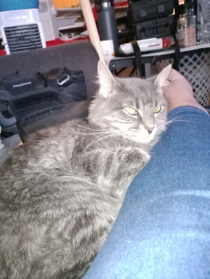 Hey Pandas, Post A Picture Of Your Cat For International Cat Day Hey Pandas, Post A Picture Of Your Cat For International Cat Day