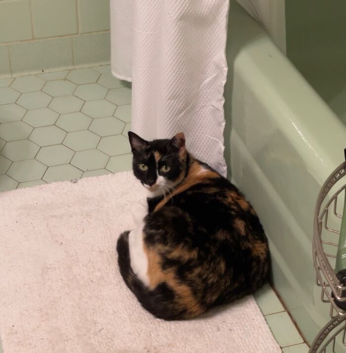 Hey Pandas, Post A Picture Of Your Cat For International Cat Day