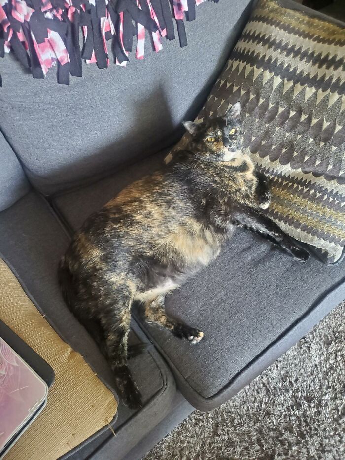 Hey Pandas, Post A Picture Of Your Cat For International Cat Day