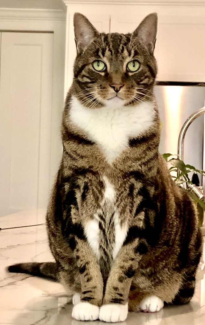 Hey Pandas, Post A Picture Of Your Cat For International Cat Day