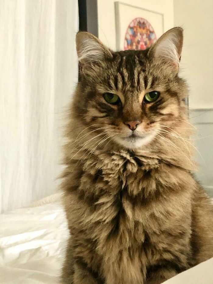 Hey Pandas, Post A Picture Of Your Cat For International Cat Day Hey Pandas, Post A Picture Of Your Cat For International Cat Day