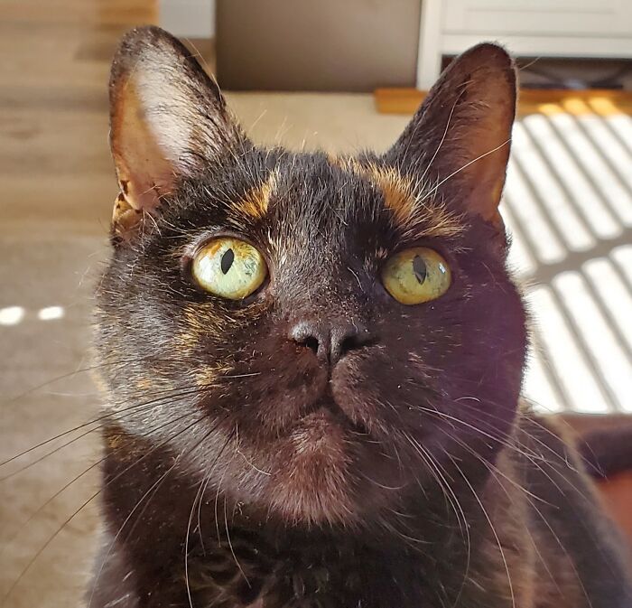 Hey Pandas, Post A Picture Of Your Cat For International Cat Day Hey Pandas, Post A Picture Of Your Cat For International Cat Day