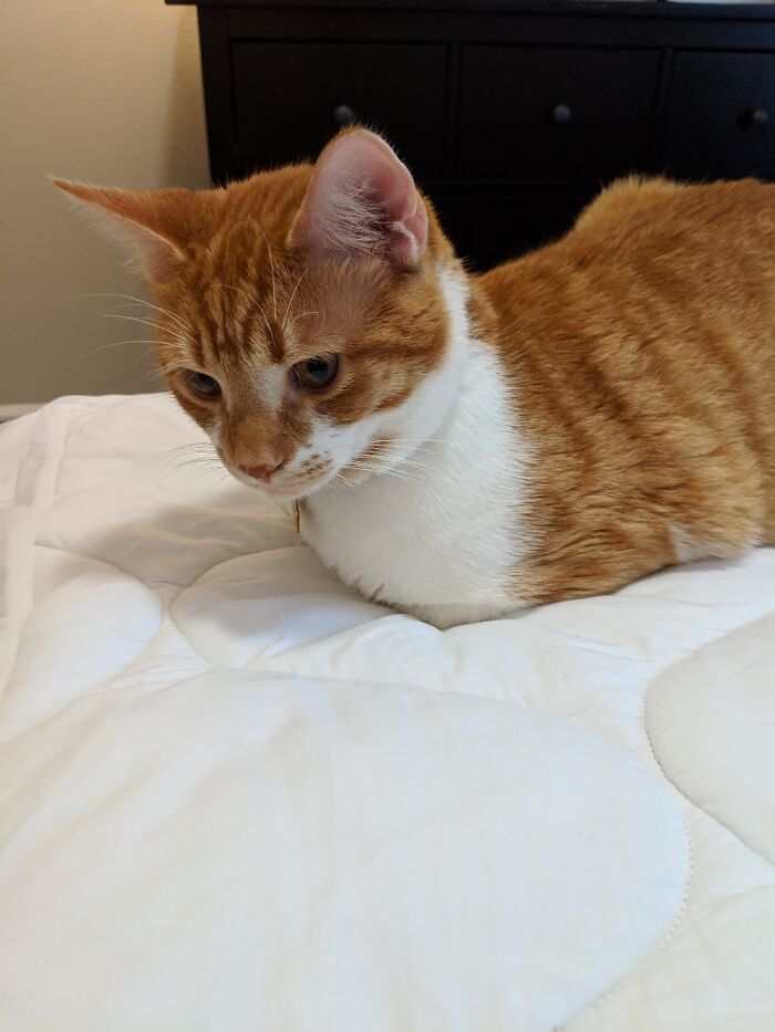 Hey Pandas, Post A Picture Of Your Cat For International Cat Day