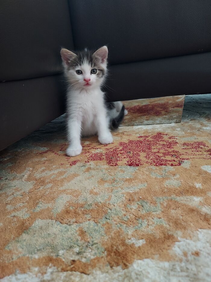 Hey Pandas, Post A Picture Of Your Cat For International Cat Day