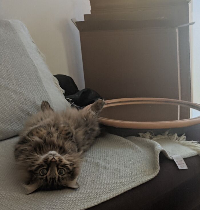 Hey Pandas, Post A Picture Of Your Cat For International Cat Day