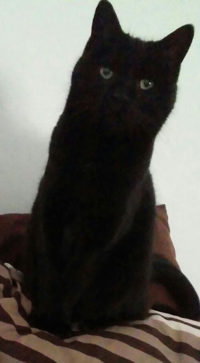 Hey Pandas, Post A Picture Of Your Cat For International Cat Day