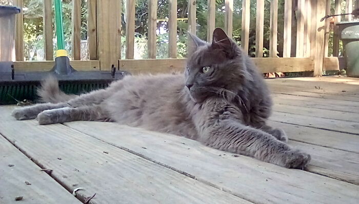 Hey Pandas, Post A Picture Of Your Cat For International Cat Day Hey Pandas, Post A Picture Of Your Cat For International Cat Day