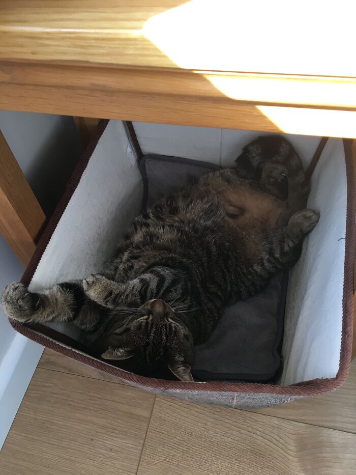 Hey Pandas, Post A Picture Of Your Cat For International Cat Day