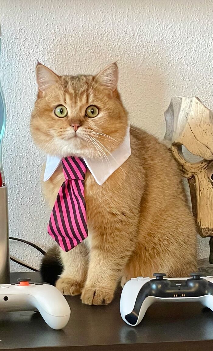 Hey Pandas, Post A Picture Of Your Cat For International Cat Day