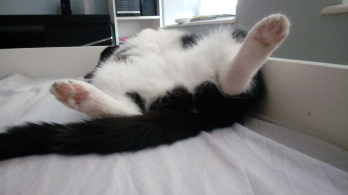 Hey Pandas, Post A Picture Of Your Cat For International Cat Day Hey Pandas, Post A Picture Of Your Cat For International Cat Day