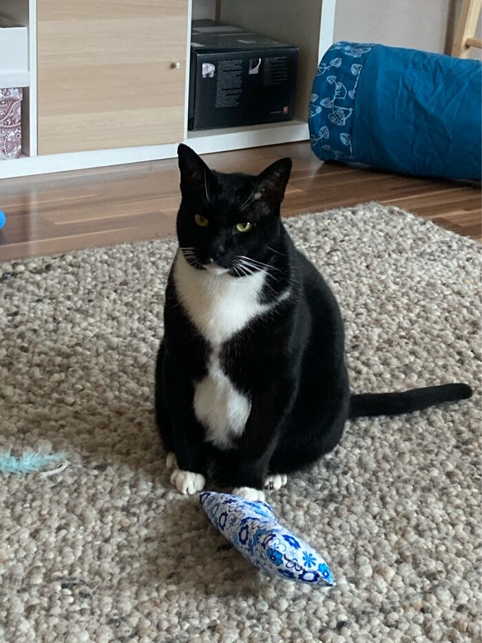 Hey Pandas, Post A Picture Of Your Cat For International Cat Day Hey Pandas, Post A Picture Of Your Cat For International Cat Day