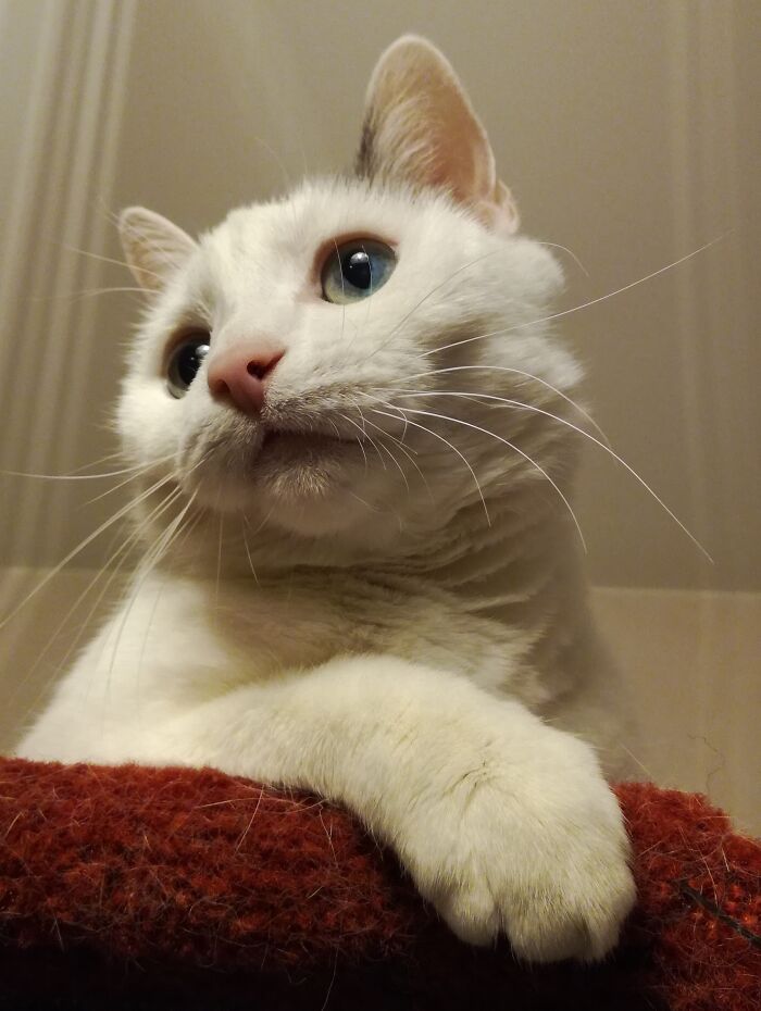 Hey Pandas, Post A Picture Of Your Cat For International Cat Day Hey Pandas, Post A Picture Of Your Cat For International Cat Day