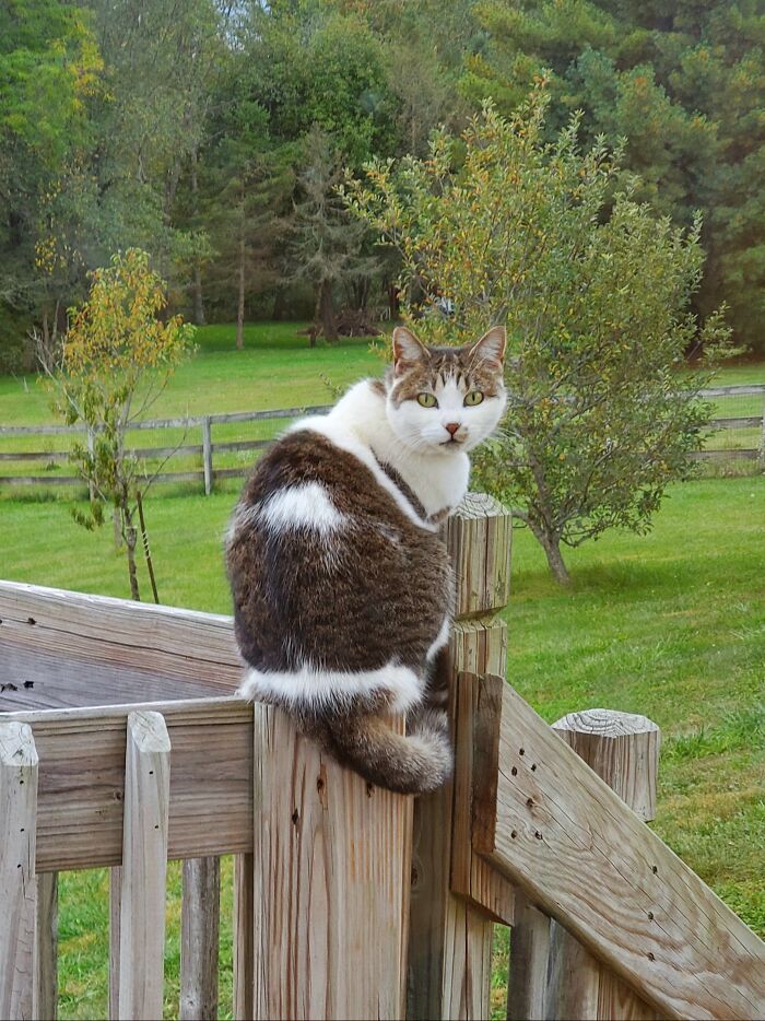 Hey Pandas, Post A Picture Of Your Cat For International Cat Day