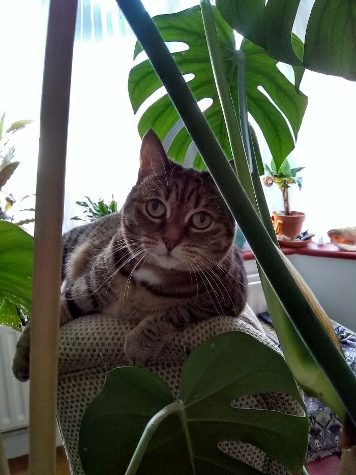 Hey Pandas, Post A Picture Of Your Cat For International Cat Day Hey Pandas, Post A Picture Of Your Cat For International Cat Day