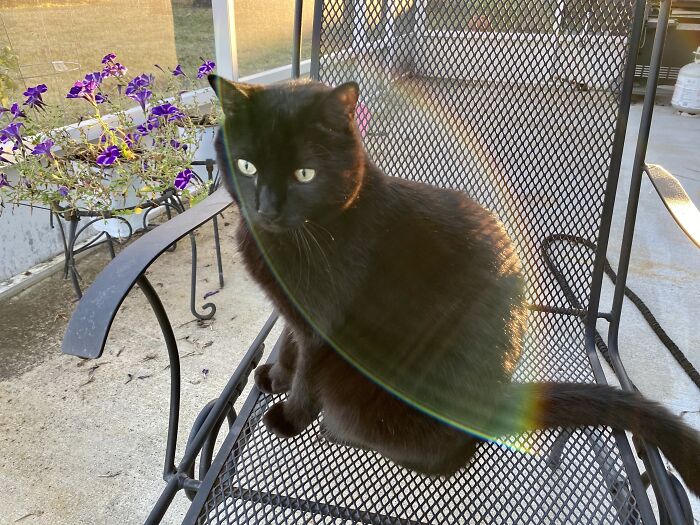 Hey Pandas, Post A Picture Of Your Cat For International Cat Day