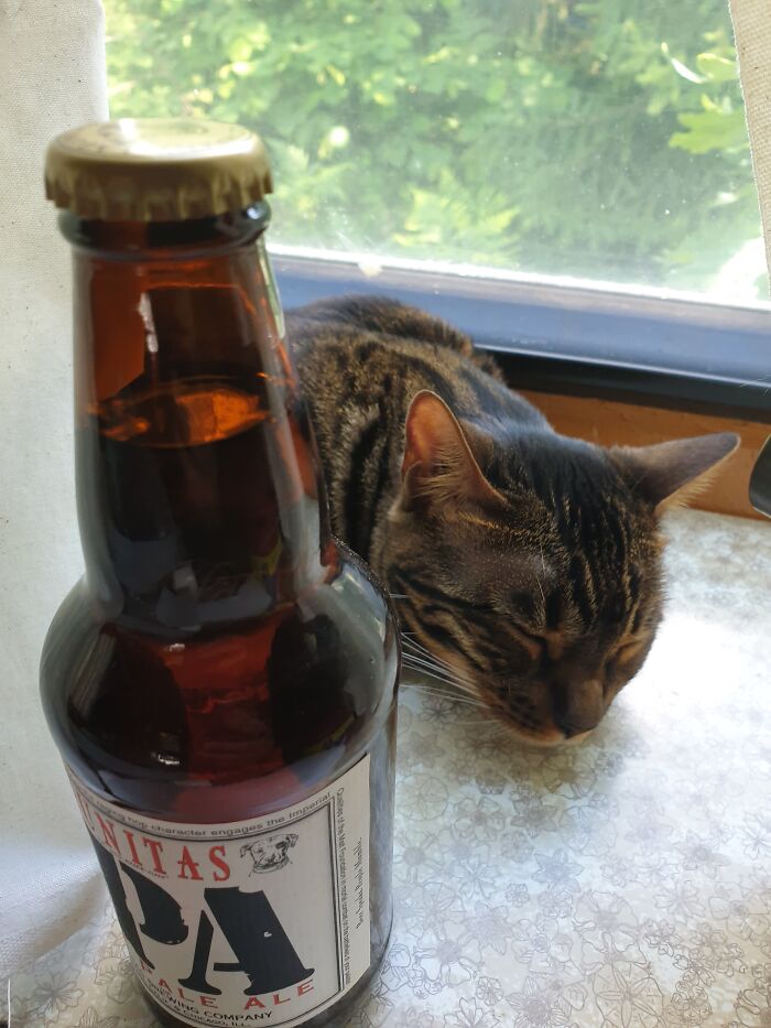 Hey Pandas, Post A Picture Of Your Cat For International Cat Day