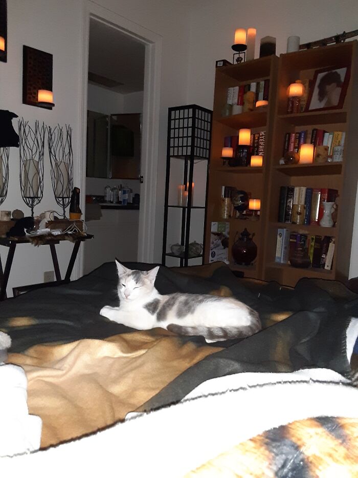 Hey Pandas, Post A Picture Of Your Cat For International Cat Day