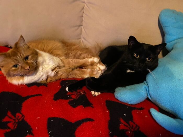 Hey Pandas, Post A Picture Of Your Cat For International Cat Day Hey Pandas, Post A Picture Of Your Cat For International Cat Day