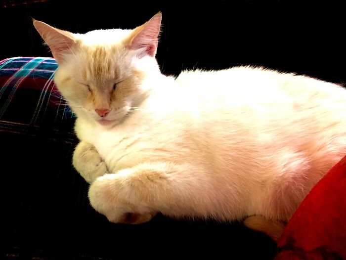 Hey Pandas, Post A Picture Of Your Cat For International Cat Day Hey Pandas, Post A Picture Of Your Cat For International Cat Day