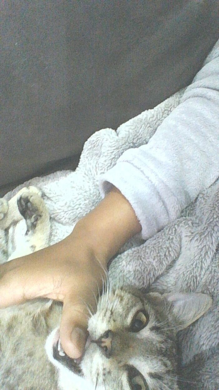 Hey Pandas, Post A Picture Of Your Cat For International Cat Day