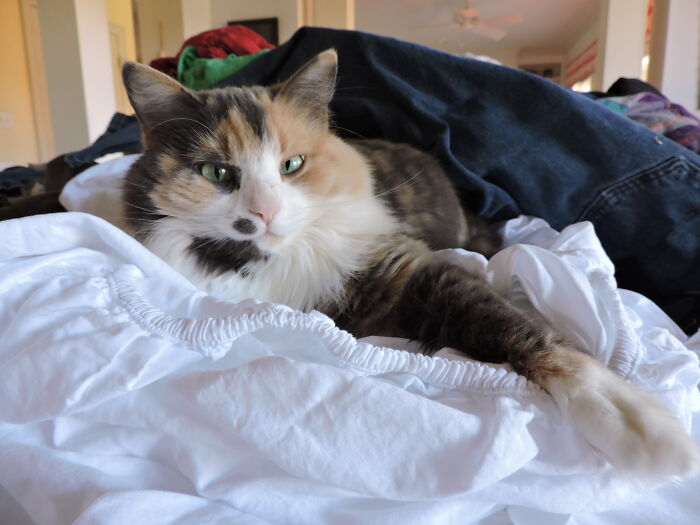 Hey Pandas, Post A Picture Of Your Cat For International Cat Day Hey Pandas, Post A Picture Of Your Cat For International Cat Day