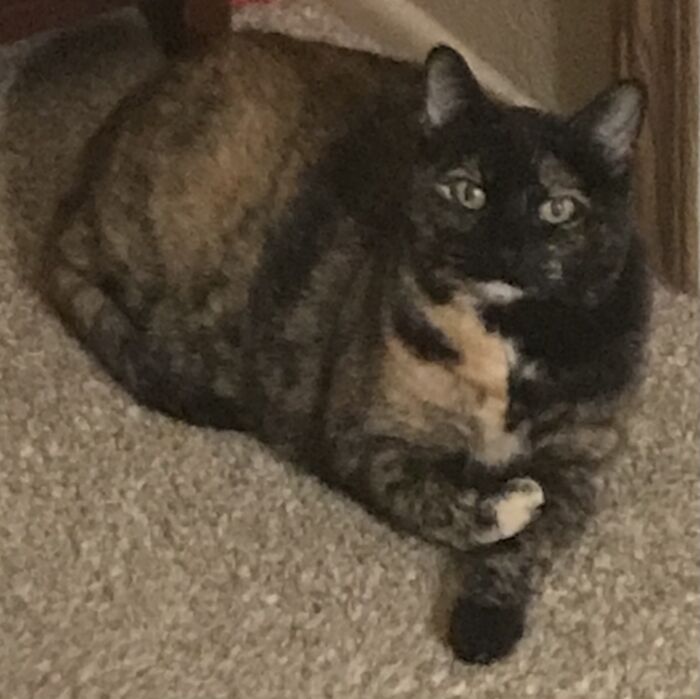 Hey Pandas, Post A Picture Of Your Cat For International Cat Day Hey Pandas, Post A Picture Of Your Cat For International Cat Day