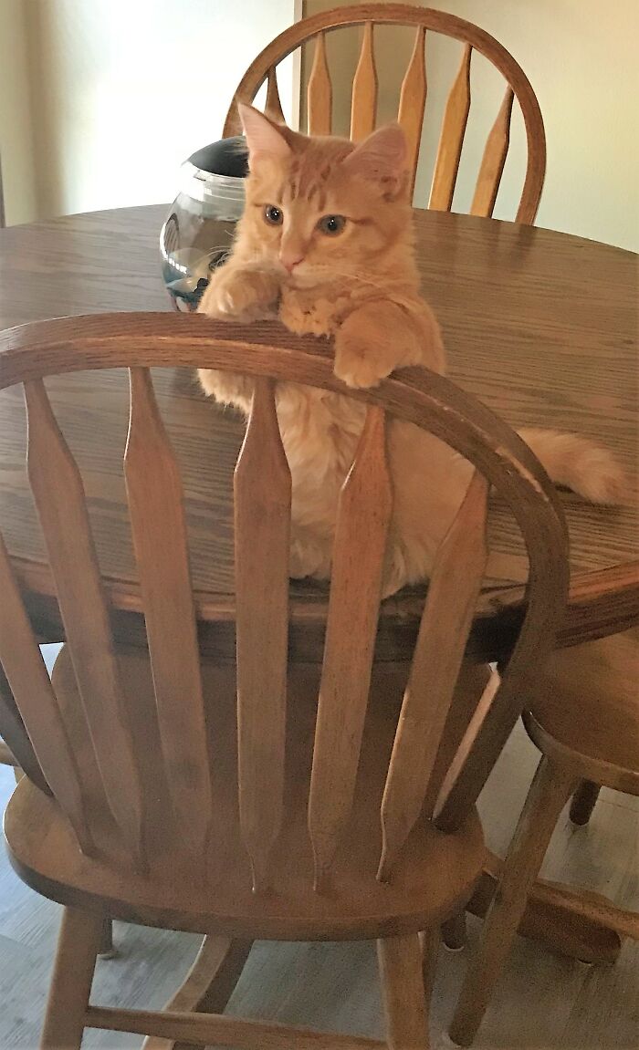 Hey Pandas, Post A Picture Of Your Cat For International Cat Day