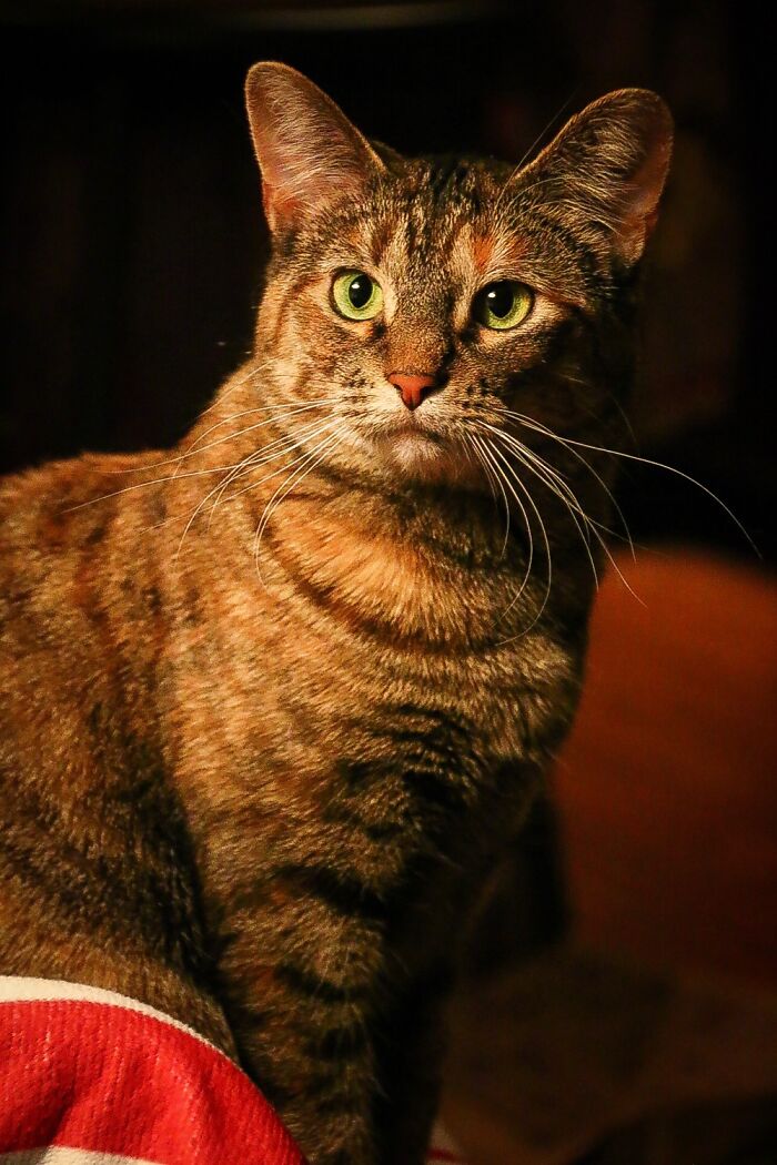 Hey Pandas, Post A Picture Of Your Cat For International Cat Day Hey Pandas, Post A Picture Of Your Cat For International Cat Day