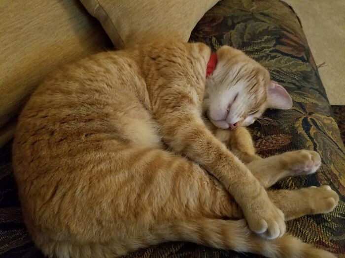 Hey Pandas, Post A Picture Of Your Cat For International Cat Day