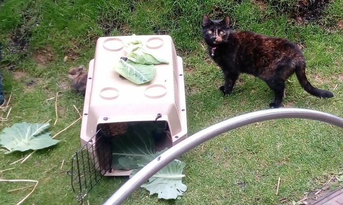 Hey Pandas, Post A Picture Of Your Cat For International Cat Day